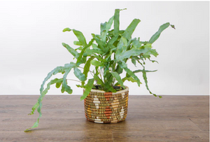 7" Shades of Sand Dafina Tapered Planter